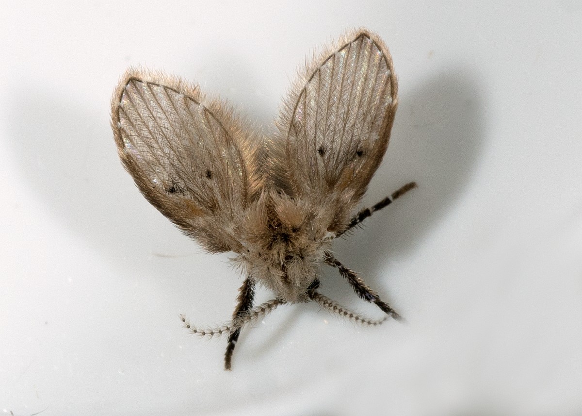 Clogmia albipunctata